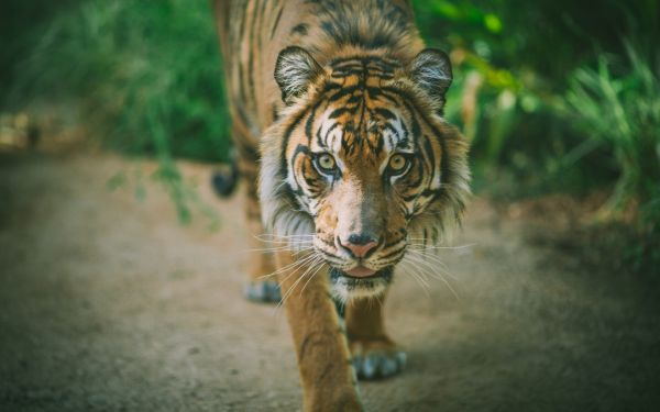 tiger, wildlife, big cats, Zoo, nature, whiskers