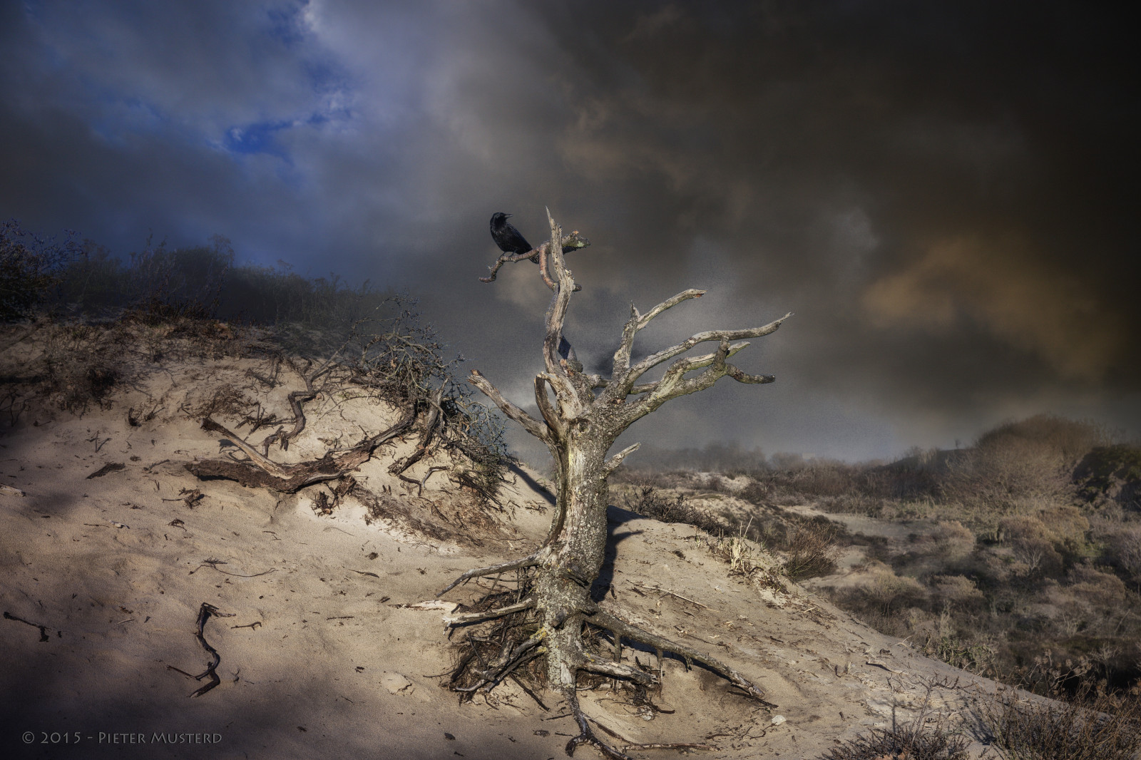 Holandsko, pták, Kánon, nederland, Nizozemí, denhaag, canon5d, nl, paysbas, Duinen, thehague, vogel, niederlande, zuidholland, Kraai, Kijkduin, musterd, Westduinpark, Natura2000, pietermusterd, sgravenhage, canon5dmarkii, haagspraak, pmusterdziggonl