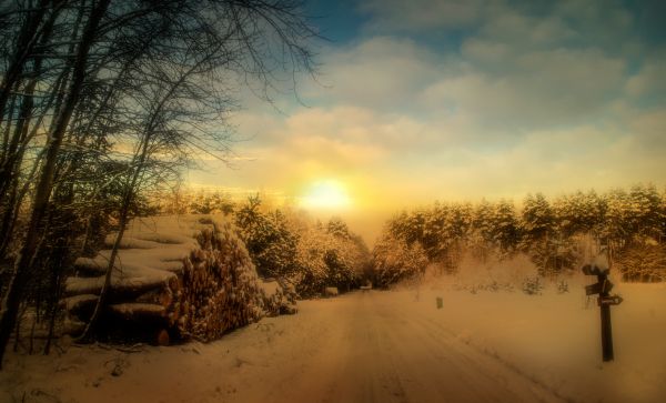 landscape, nature, sunlight, trees, forest, sunset