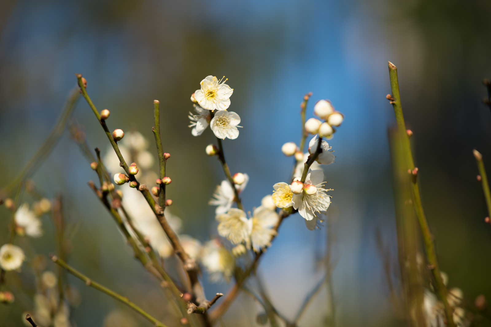 Japonsko, slunečnímu záření, Příroda, fotografování, větev, zelená, žlutý, Nikon, květ, jaro, Tokio, jp, strom, NIKKOR, podzim, list, květ, rostlina, sezóna, švestka, UME, flóra, afs105mmf14eed, afsnikkor105mmf14eed, df, Ikegami, japaneseapricot, ikegamiplumpark, divoká rostlina, větvička, vyrobit, botanika, zblízka, makro fotografie, závod stonek