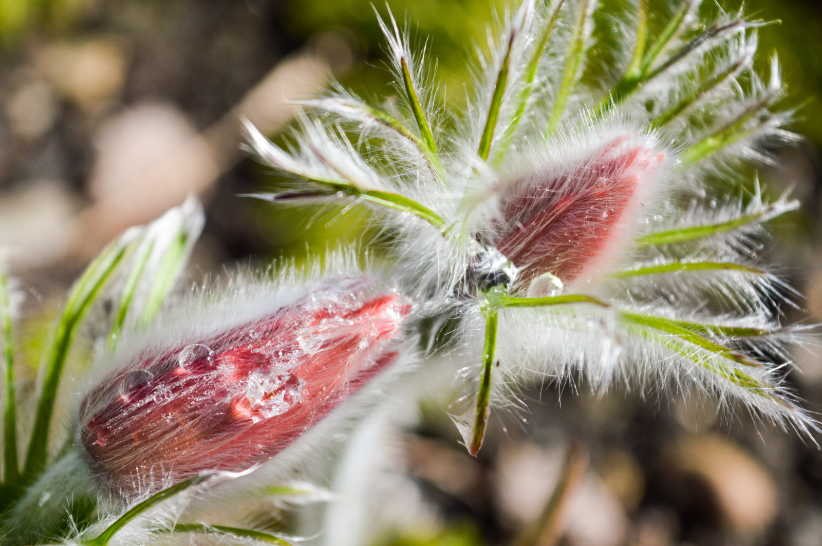 slunečnímu záření, bílý, květiny, zahrada, Příroda, tráva, fotografování, zelená, Nikon, srst, růžový, rosa, choulostivý, hloubka pole, list, květ, rostlina, flóra, pupen, záhon, D3200, fauna, lesk, divoká rostlina, botanika, suchozemská rostlina, kvetoucí rostlina, zblízka, makro fotografie, tráva rodina, závod stonek, práce na zahradě, pulsatilla, dewdrop