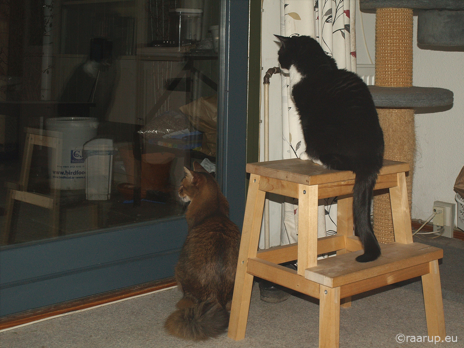 kočky, okno, zahrada, temný, hadry, hodinky, som, somálský, stolice, Sněhurka, mixedbreed, somálská kočka, domesticshorthair, snehvide, dusharatattersandrags