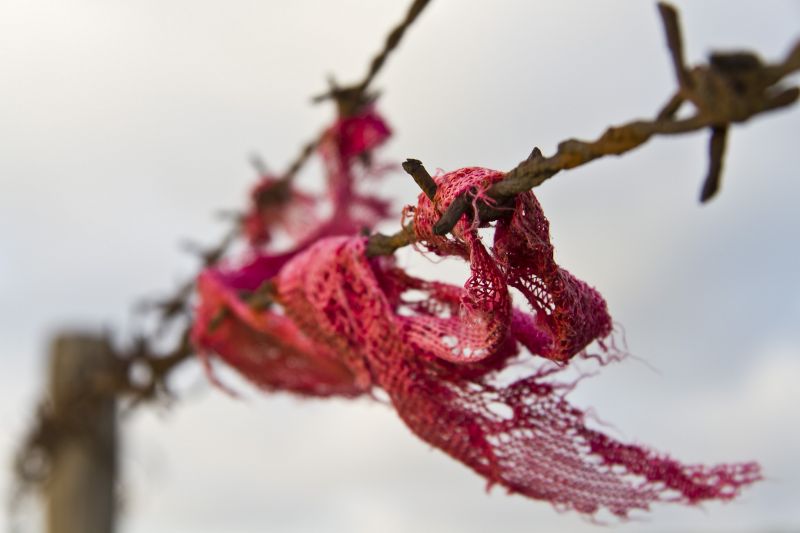 fil barbelé,rouge,neige,hiver,la photographie,Macro