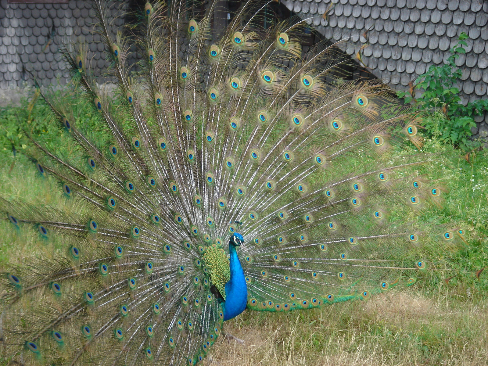 ocas, Příroda, tráva, páv, peří, Volně žijících živočichů, Stockholm, Švédsko, zobák, pták, Pírko, Zobrazit, Hrabaví, Phasianidae, pávice, skanzen, Sonyt7