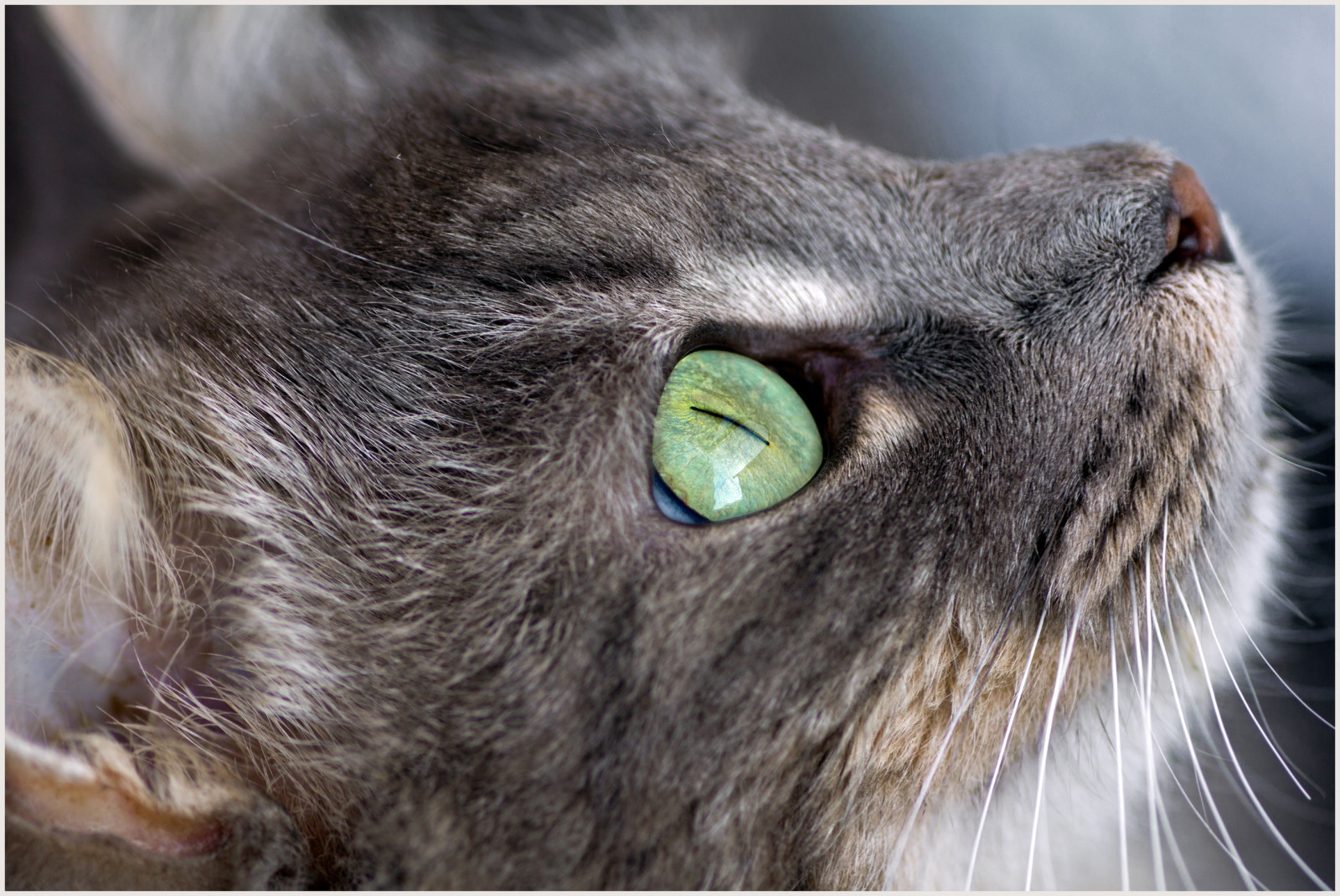 portrét, kočka, Kočkovitý, povídat si, profil, Porträt, zelené oči, gato, katze, Kater, profil, Fynn, dlouhosrstý, gr neaugen, langhaarkatze, fynnegan