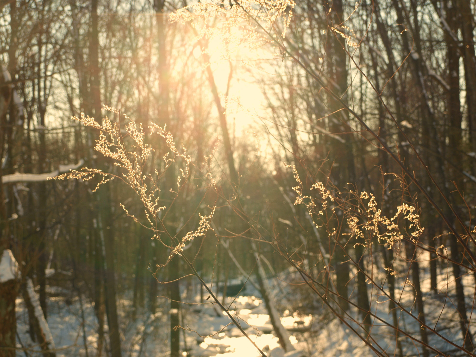 zima, světlo, slunce, sníh, ječmen, Soustředit se, proud, větvičky, Olympusevolte520, helloimjulia