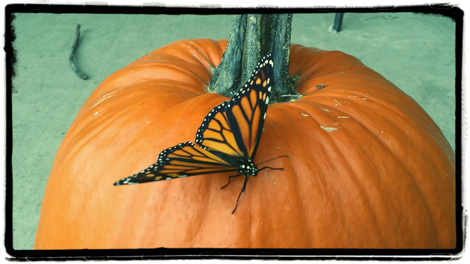 illustration, vindue, vinger, græskar, sommerfugl, insekt, glas, orange, cirkel, liv, Flyve, par, vinge, omsorg, hvirvelløse, møl og sommerfugle, monark sommerfugl, gregbizzle, gregorybizzle, Bizzle, pleje, circleoflife