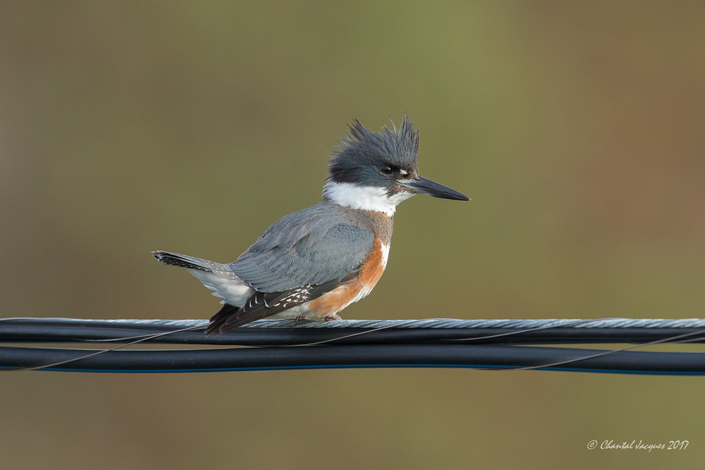 větev, Volně žijících živočichů, bokeh, ledňáček, zobák, hloubka pole, pták, křídlo, fauna, modrý pták, victoriabc, prohlížení pták, obratlovců, Lejskovití, Emberizidae, střízlík, esquimaltlagoon, divoký a volný, birdonawire