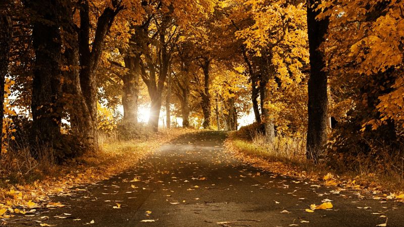 sunlight, forest, street, nature, branch, evening sunlight, forest, street, nature, branch, evening