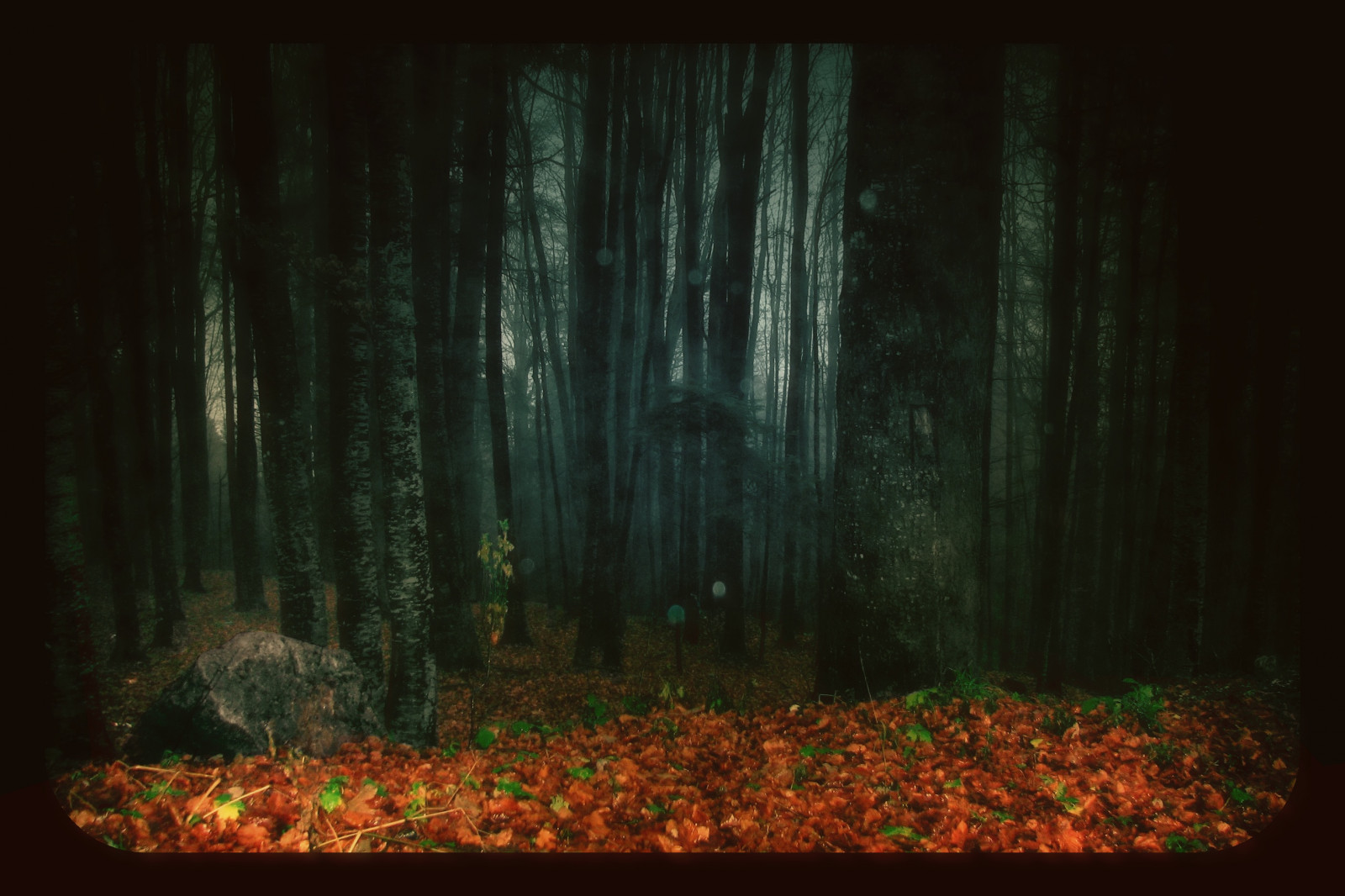 sollys, Skov, nat, natur, vinter, regn, træ, grøn, vind, jungle, Aurora, stille, Ånd, lys, træ, efterår, blad, stilhed, drøm, mørke, ensomhed, Soledad, skærmbillede, skov, levested, naturligt miljø, atmosfærisk fænomen, computer tapet, økosystem, silentium, michel2233, sopteste, mariusmmihalache