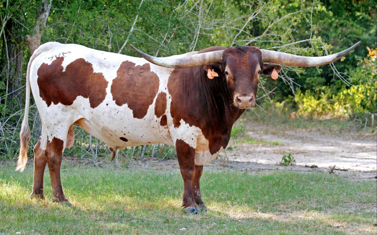 Tiere, Feld, Bauernhof, Stier, Weide, Wiese, Säugetier, Vieh wie Säugetier, Ochse, Weiden, Milchkuh, Texas longhorn