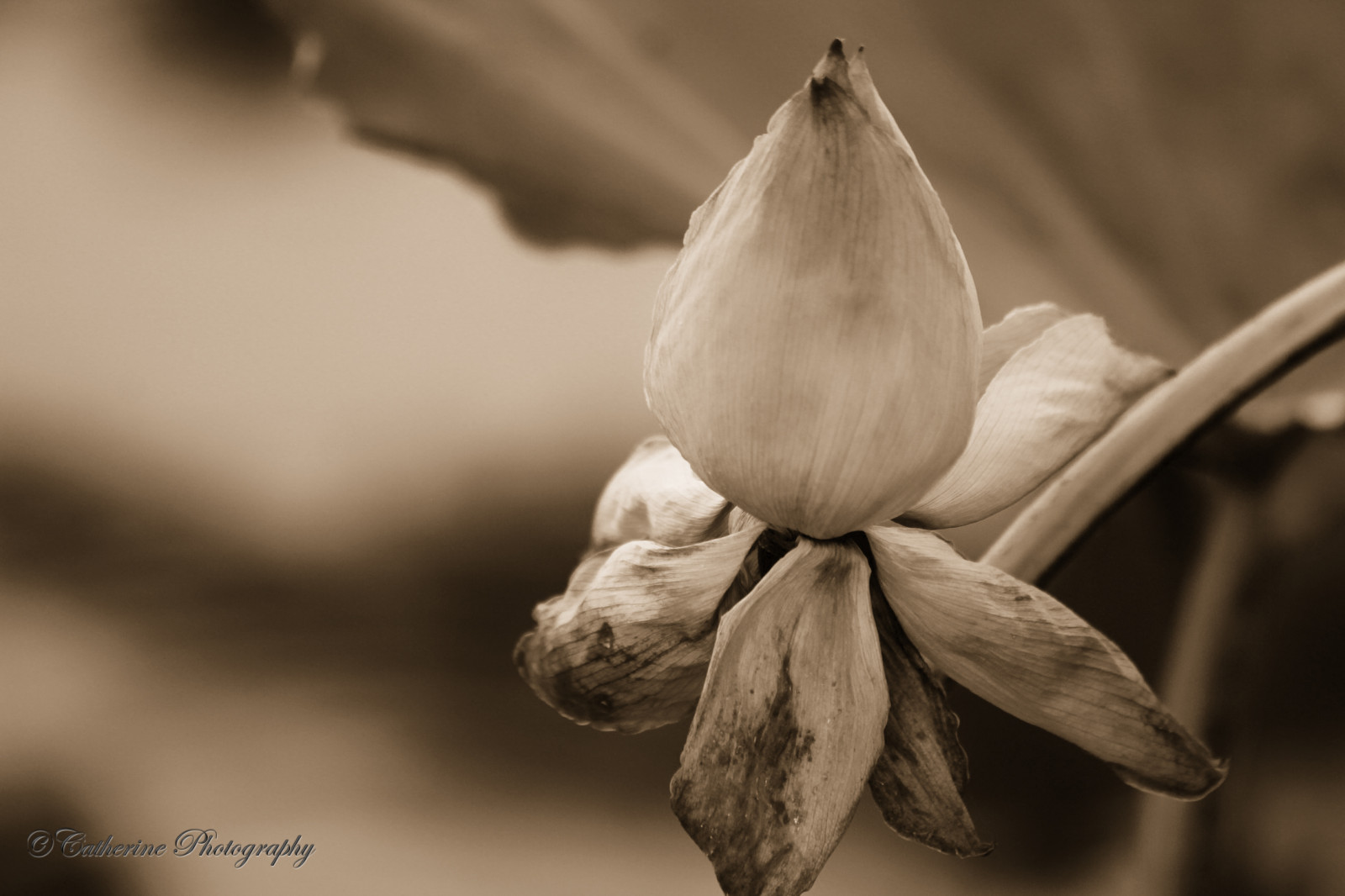 bílý, černobílý, Příroda, fotografování, makro, větev, květ, jaro, Lotus, list, květ, rostlina, flóra, okvětní lístek, Černý a bílý, monochromatické fotografování, botanika, suchozemská rostlina, kvetoucí rostlina, zblízka, makro fotografie, závod stonek, zátiší fotografování