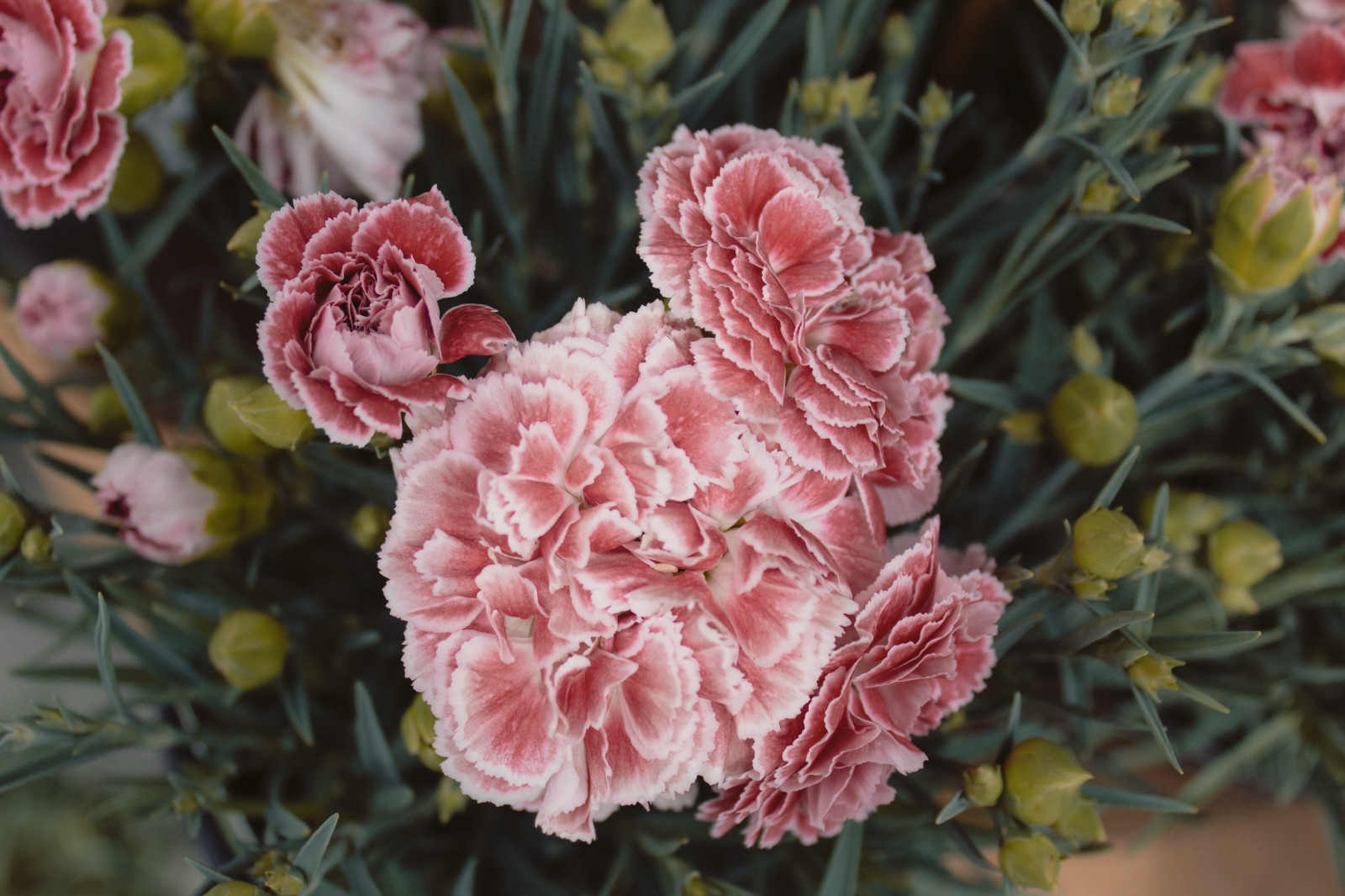 garofani, fiori, rosa