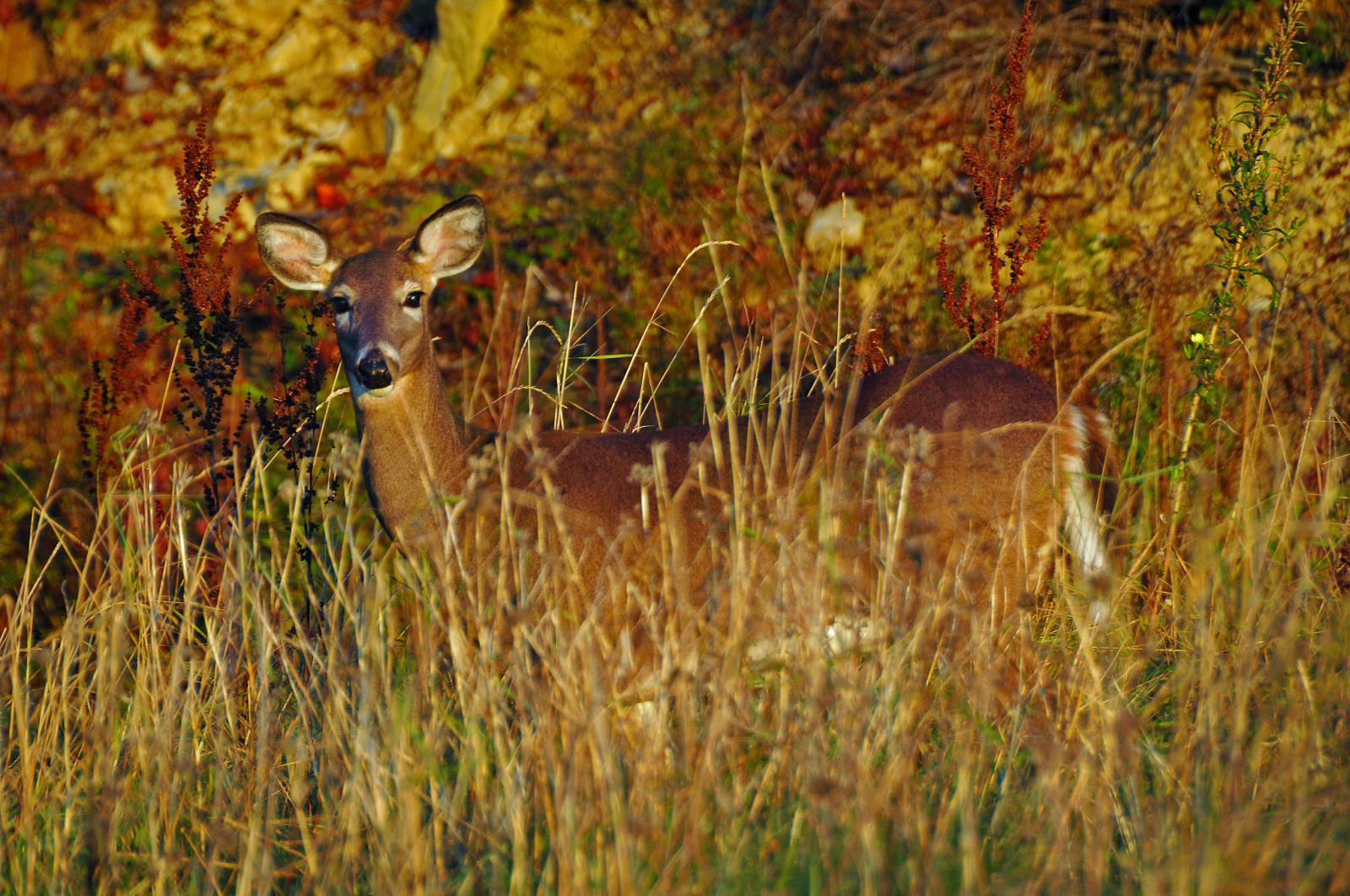 vej, efterår, Canada, Nova Scotia, Gratis, hjort, dennis, bueskytte, Parrsboro, D300, iamcanadian, 18200vr, dennisjarvis, archer10, dennisgjarvis