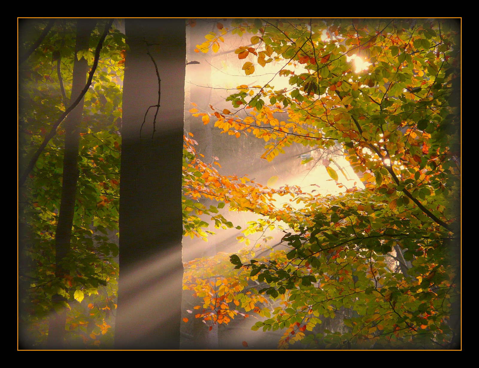 slunečnímu záření, malování, les, podzim, Příroda, dřevo, větev, svítání, ráno, Německo, kouzlo, slunce, UMĚNÍ, paprsek, strom, podzim, list, květ, sezóna, saariysqualitypictures, autmn, flóra, elitegalleryaoi, tvořivý, magický, Herbst, bestcapturesaoi, artistoftheyearlevel2, Oberberg, masterclasselite, místo výskytu, počítač tapeta, moderní umění, ekosystém, Siegburg