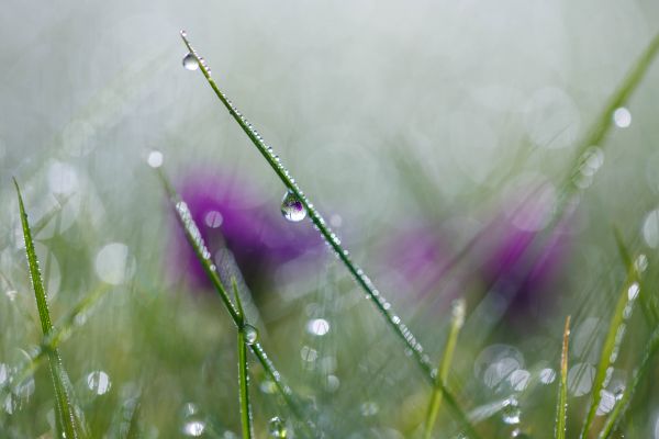 water, sunlight, nature, grass, photography, macro