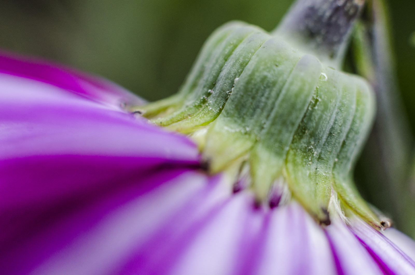 fiore, macro, verde, gdl, viola, bokeh, Recipiente, purpleflowers, macroflowers, macrofotografia, Narrowdof, Londonflowers, colorbokeh, Londonflora, Greenreceptacle