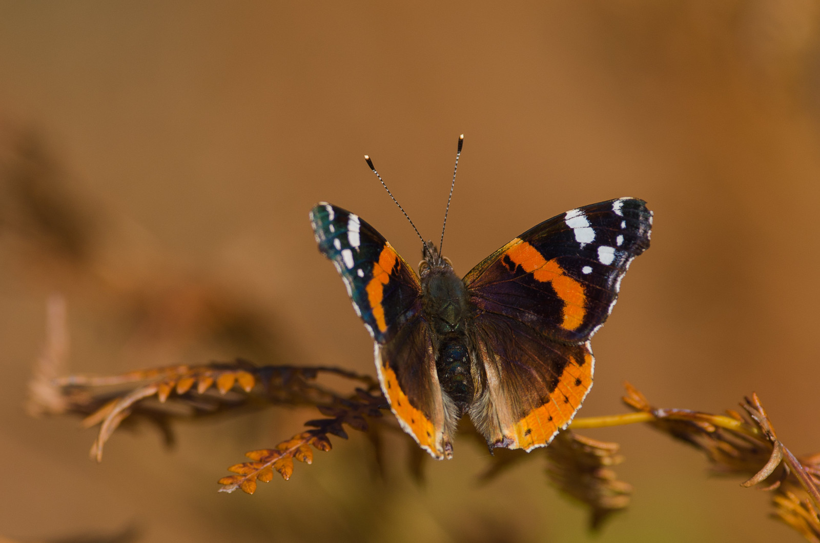 3838x2542 px, mariposa, insecto, macro, Plantas