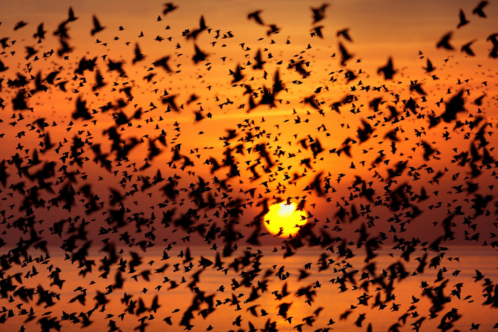 Vögel, Tiere, Sonnenuntergang, Natur, Silhouette, Morgen, Computer-Tapete, Schriftart, Makrofotografie