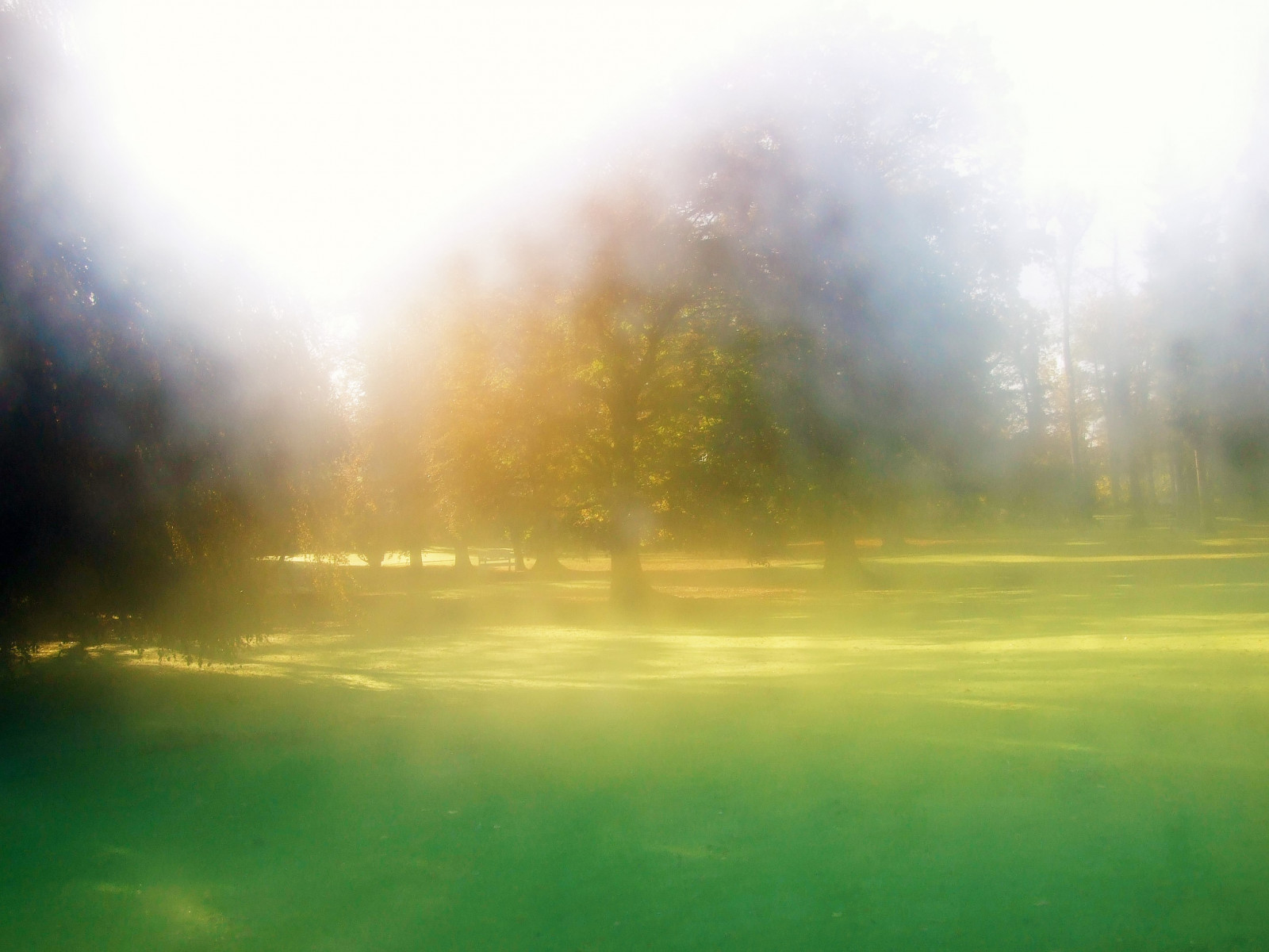 park, strom, UMĚNÍ