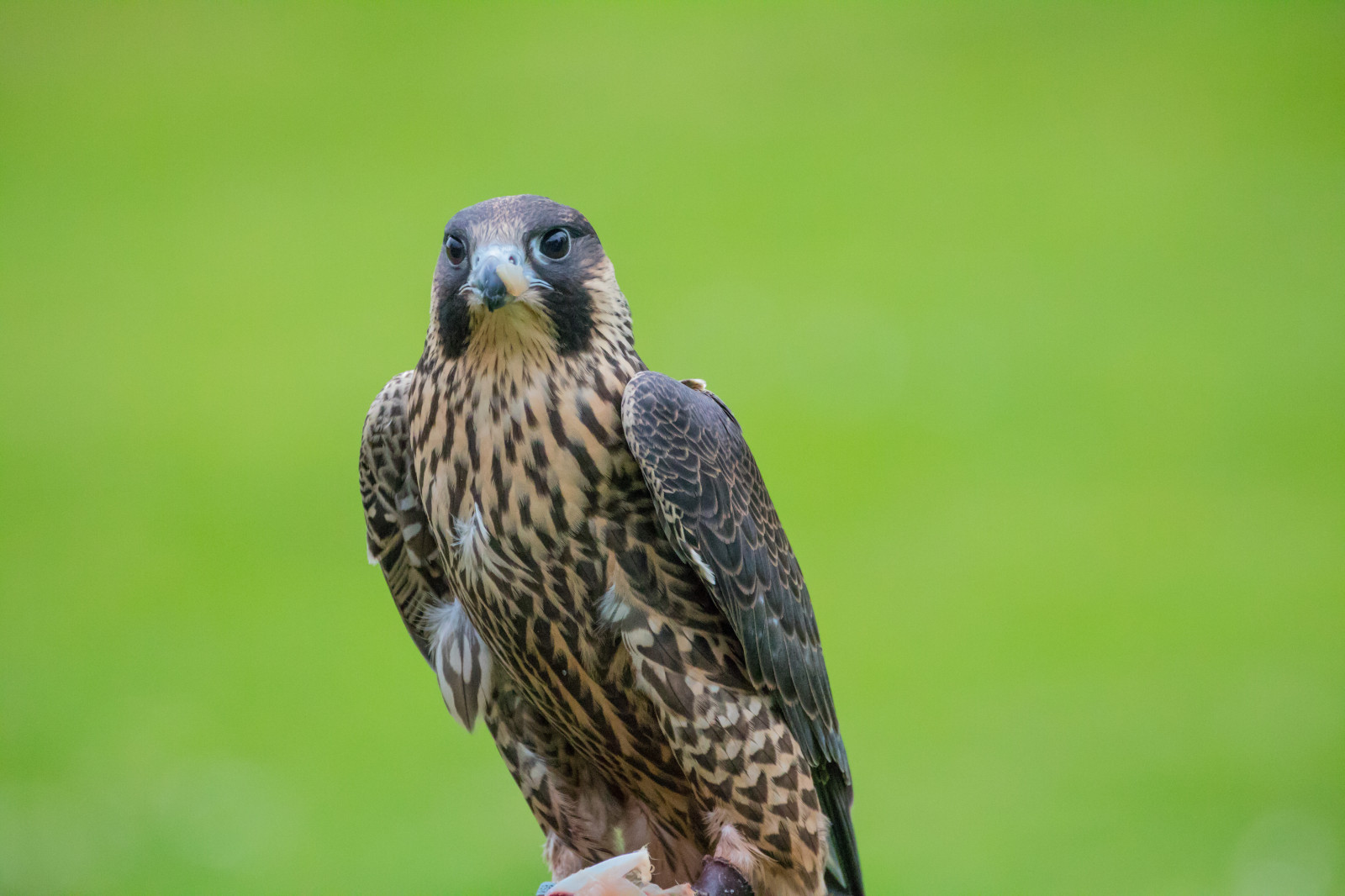 Volně žijících živočichů, dravý pták, Dánsko, zobák, Sokol, pták, jestřáb, birdofprey, Danmark, exif modelu canoneos760d, geocountry, Kamera aby kánon, geocity, Model fotoaparátu canoneos760d, geostate, geolocation, EXIF otvor 56, exif aby kánon, exif isospeed 5000, EXIF ef70300mmf456lisusm čočka, exif focallength 300mm, rovf gel, falkonerg rden, falkonergaarden, Falk, falcocherrug, lannerfalcon, falcobiarmicus, slagfalk, lannerfalk, káně, křídlo, fauna, obratlovců, Accipitriformes