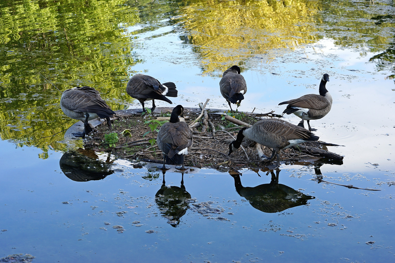 ptactvo, jezero, voda, Příroda, odraz, žlutý, modrý, Volně žijících živočichů, Sony, kachna, rybník, mokřadní, divoká kachna, světlo, pták, Kachny, sonya7ii, a7ii, a7mii, 90mm28, fauna, vodní ptáci, obratlovců, vodní pták, kachen, hus a labutě