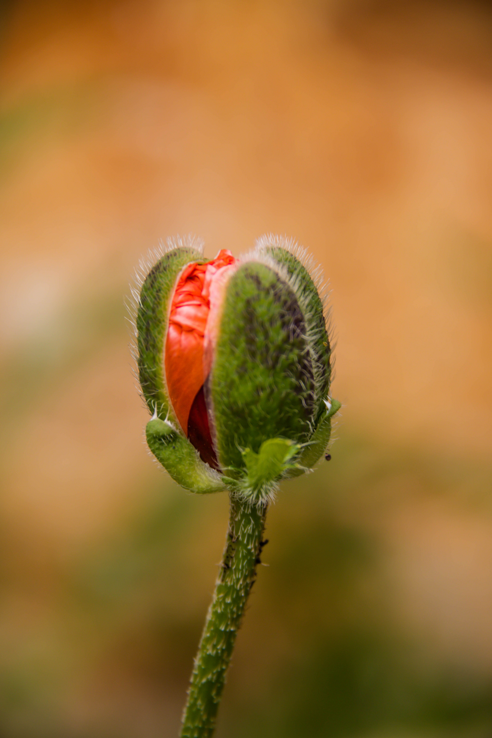 jídlo, Příroda, fotografování, zelená, květ, list, květ, rostlina, mák, flóra, pupen, Blomma, vallmo, exif modelu canoneos760d, Kamera aby kánon, Model fotoaparátu canoneos760d, geolocation, EXIF čočka efs18200mmf3556is, EXIF otvor 56, exif aby kánon, EXIF isospeed 125, s dra od, okvětní lístek, exif focallength 160mm, Knopp, divoká rostlina, vyrobit, botanika, suchozemská rostlina, kvetoucí rostlina, zblízka, makro fotografie, závod stonek