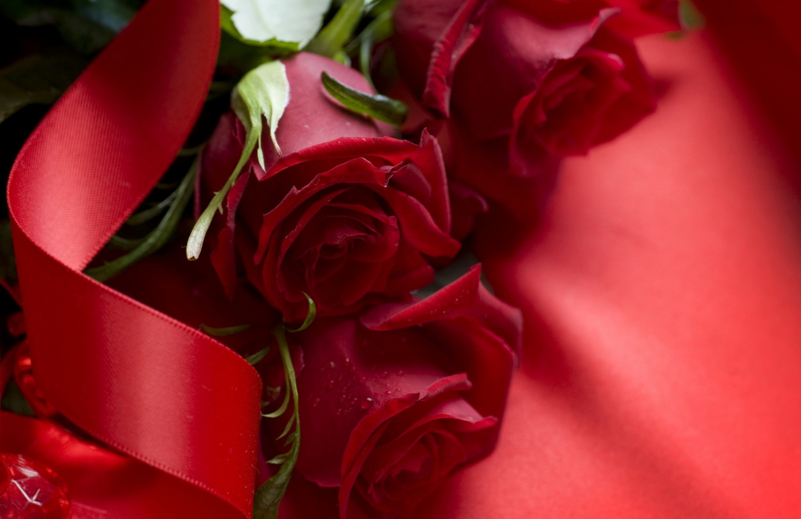 květiny, Červené, růže, Valentýn, růžový, květ, rostlina, okvětní lístek, suchozemská rostlina, kvetoucí rostlina, zblízka, makro fotografie, floristika, zahradní růže, růže rodina, kytice, aranžování květin, květinový vzor, 2623x1700 px