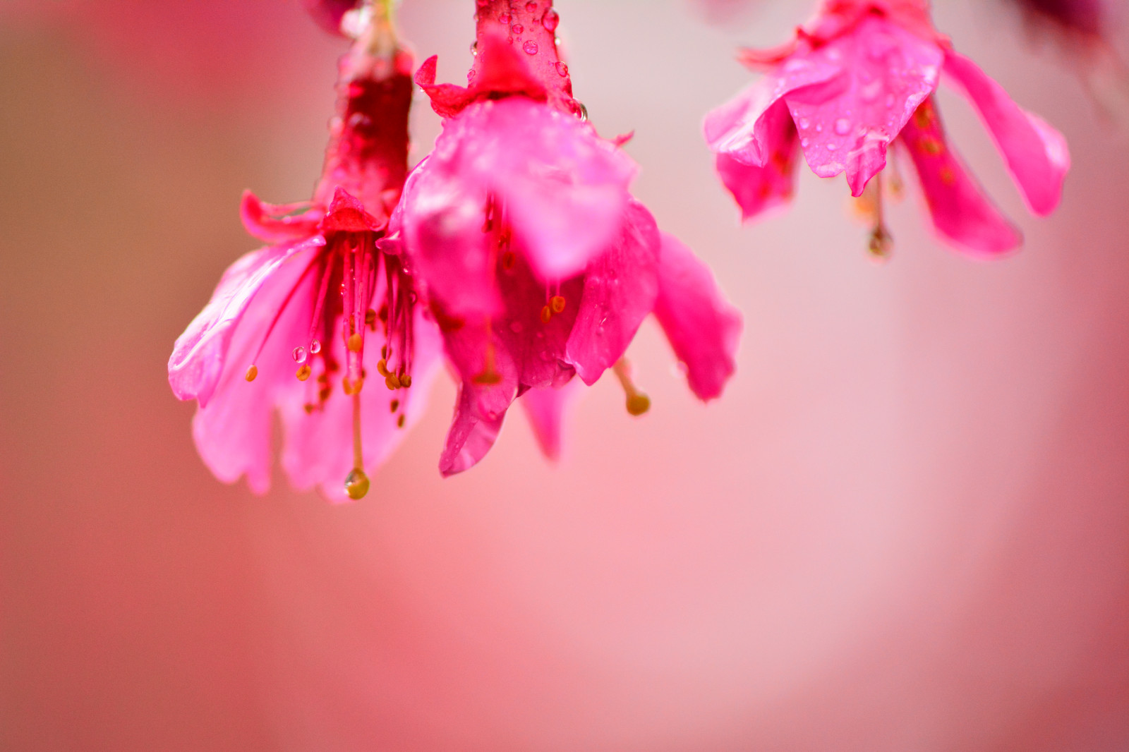 bunga, berwarna merah muda, mekar, Flora, daun bunga, fotografi makro, musim semi, merapatkan, bunga sakura, menanam, batang tanaman, cabang, wallpaper komputer
