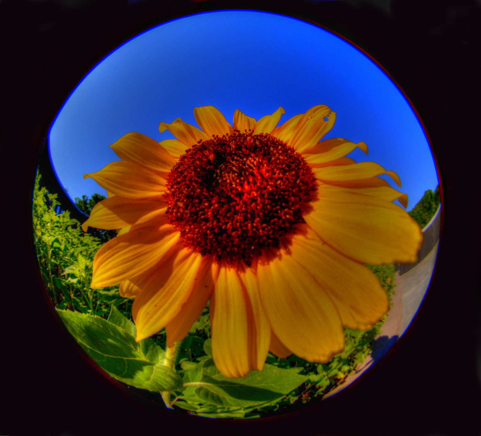 ดอกไม้, สีเหลือง, ดอกทานตะวัน, พืช, กลีบดอก, การถ่ายภาพมาโคร, พืชดอก, ครอบครัวเดซี่, ท้องฟ้า, ปลูก, วอลล์เปเปอร์คอมพิวเตอร์, ถ่ายภาพนิ่ง