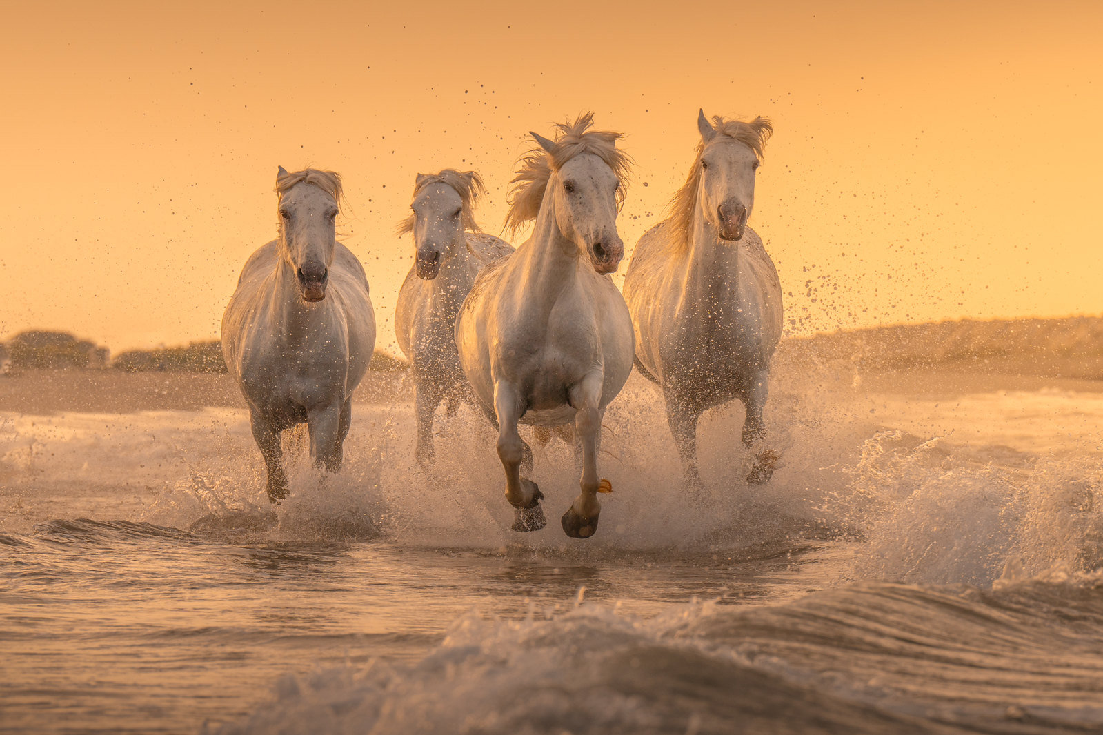 Wallpaper horse, animals, water, sunset glow 1599x1066 DarkDoomMan