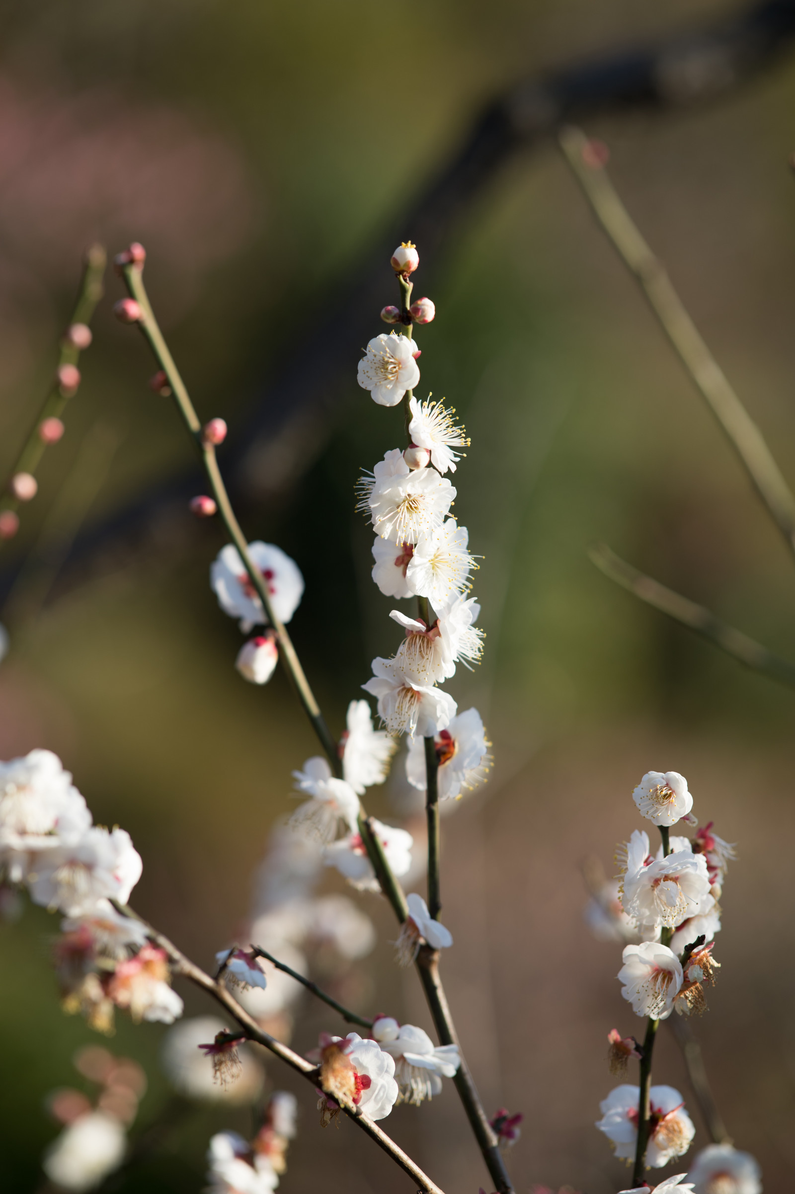 Japan, natur, fotografering, afdeling, Nikon, blomst, forår, Tokyo, Jp, NIKKOR, efterår, blad, blomst, plante, sæson, blomme, ume, flora, kronblad, afs105mmf14eed, afsnikkor105mmf14eed, df, Ikegami, japaneseapricot, ikegamiplumpark, wildflower, Kvist, fremstille, botanik, jord plante, blomstrende plante, tæt på, makrofotografering, stængelplante