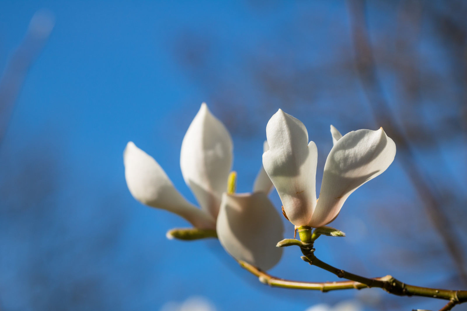 slunečnímu záření, Příroda, větev, modrý, květ, jaro, magnólie, list, květ, rostlina, flóra, pupen, Blomma, v r, jaro, Alnarp, okvětní lístek, Knopp, botanika, suchozemská rostlina, kvetoucí rostlina, zblízka, makro fotografie, závod stonek