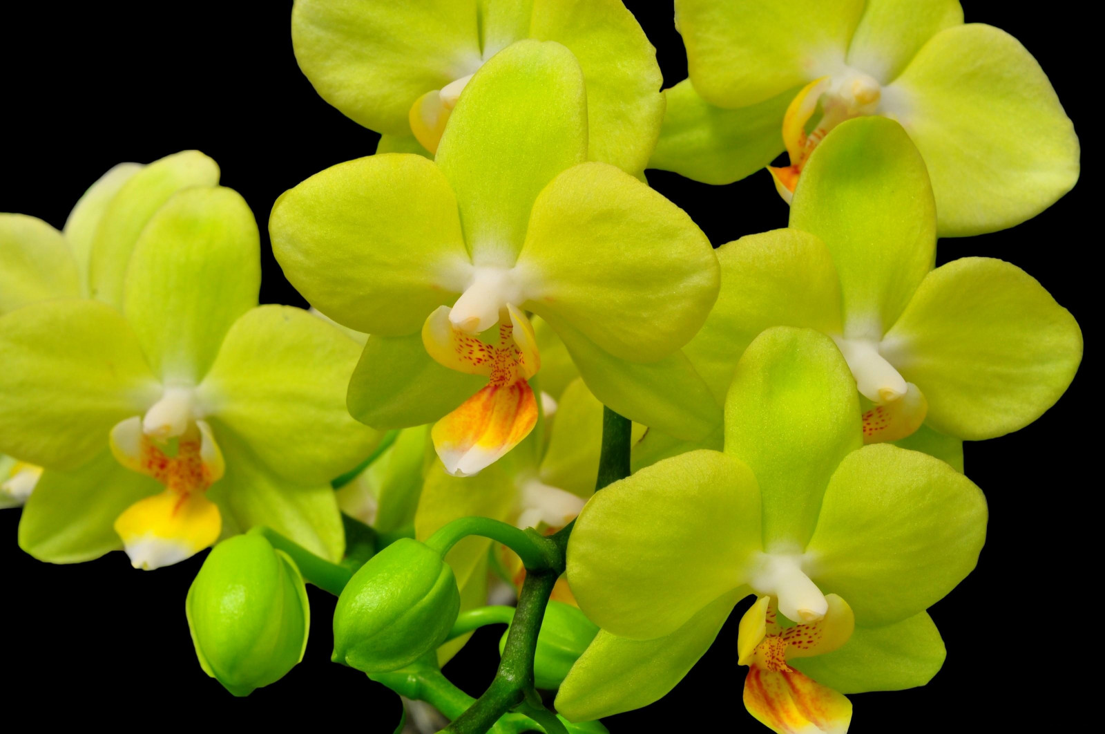Wallpaper : black background, green, yellow, Cattleya, flower, flora