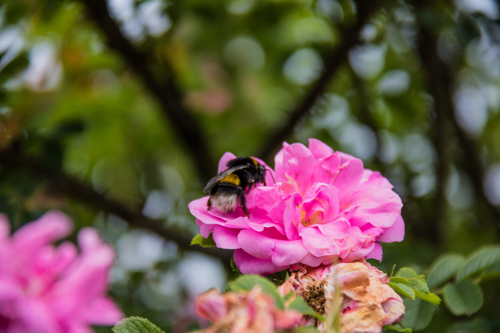 hage, natur, gren, insekt, rose, blomstre, rosa, vår, Bie, blad, blomst, anlegg, flora, blomma, exif modell canoneos760d, geocountry, Kameraet gjør canon, geocity, kameramodell canoneos760d, geostate, geolocation, exif linse efs18200mmf3556is, exif hull 56, exif focallength 200mm, exif gjøre canon, exif isospeed 160, katrinetorp, katrinetorpslanderi, insekt, petal, rosa, Wildflower, botanikk, landanlegg, blomstrende plante, nærbilde, busk, makrofotografering, virvelløse, Membranen vingede insekter