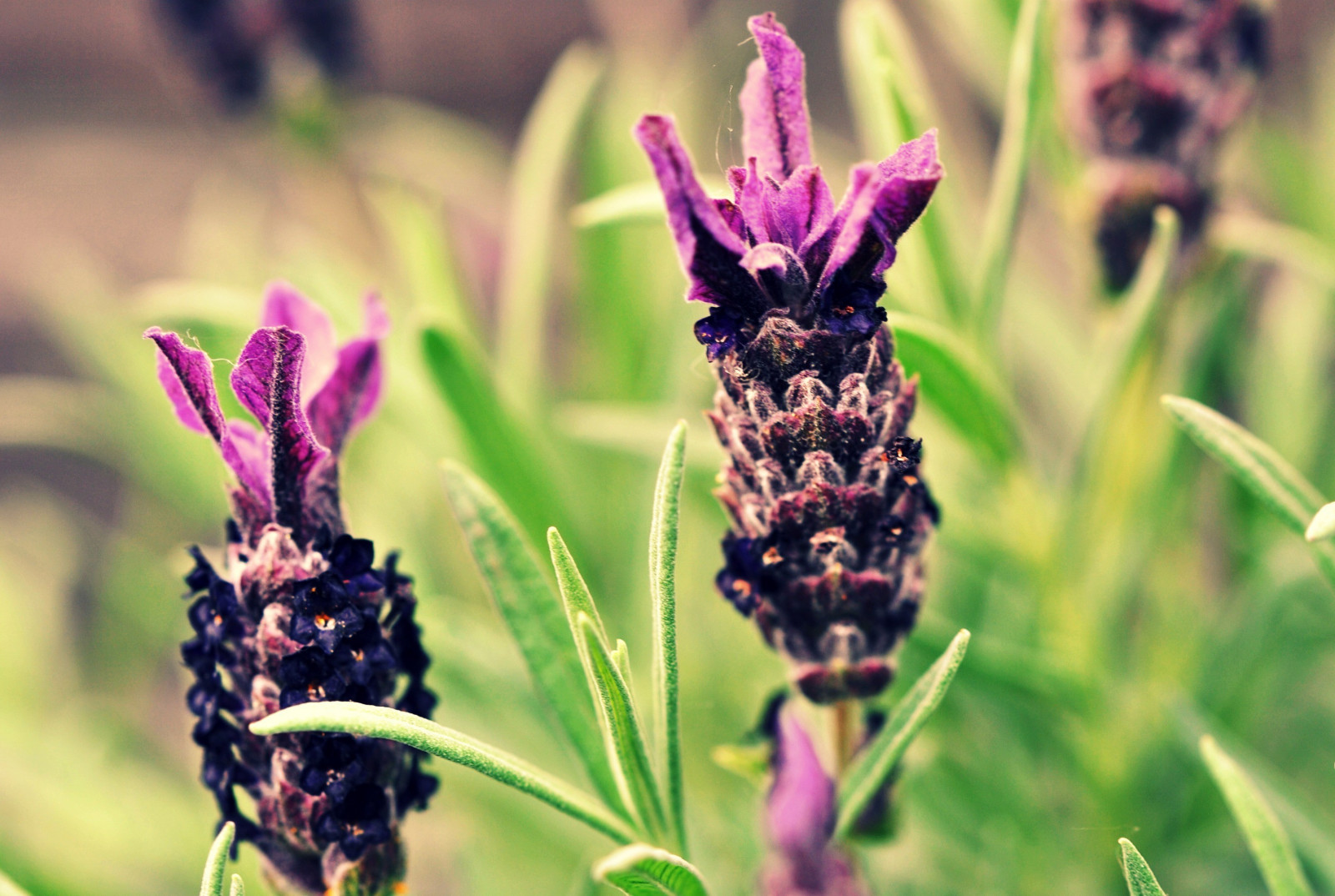 květiny, Příroda, tráva, fotografování, hmyz, levandule, pyl, fialové květy, Včela, květ, rostlina, flóra, fauna, divoká rostlina, botanika, suchozemská rostlina, kvetoucí rostlina, zblízka, makro fotografie, závod stonek, bezobratlý, membrána okřídlený hmyz, angličtina levandule, nektar, včelí med, 2896x1944 px, francouzské levandule