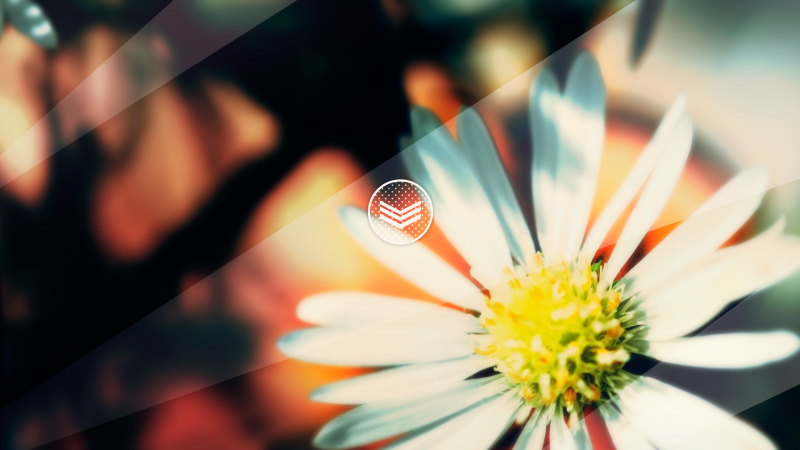 Photoshop, Příroda, fotografování, žlutý, květ, rostlina