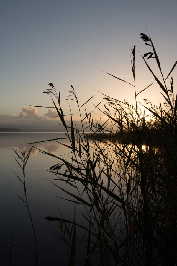 sunlight,sunset,lake,nature,reflection,grass