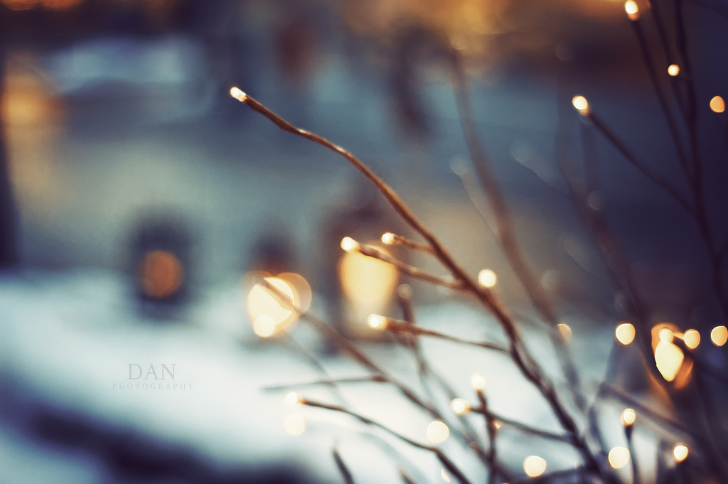 slunečnímu záření, světla, ulice, noc, odraz, zima, fotografování, větev, Studený, večer, ráno, Vánoce, bokeh, světlo, barva, podzim, list, květ, sezóna, větve, tma, d40, 50mmf18, počítač tapeta, zblízka, makro fotografie