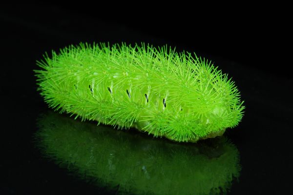 insect, green, black, 500px, China, macro