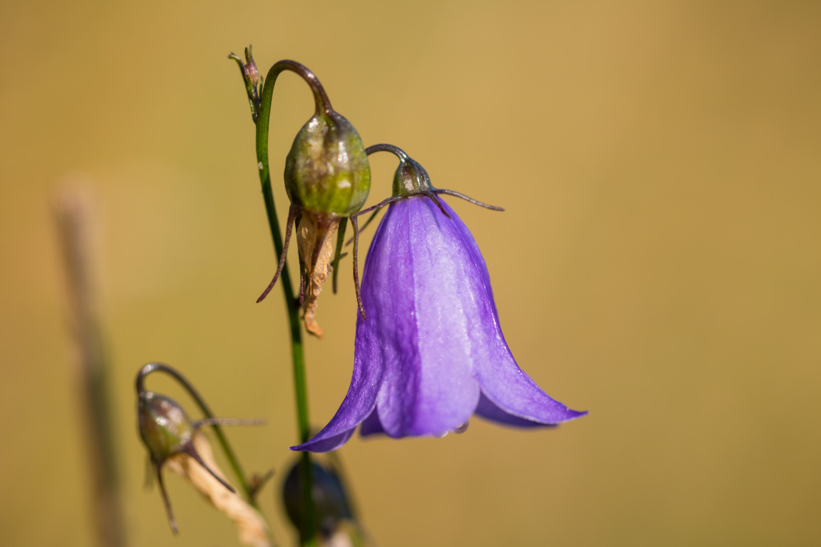 fotografování, nachový, makro, hmyz, zelená, žlutý, modrý, barva, list, květ, rostlina, flóra, Blomma, makro, exif modelu canoneos760d, geocountry, Kamera aby kánon, geocity, Model fotoaparátu canoneos760d, geostate, geolocation, exif aby kánon, EXIF isospeed 100, EXIF otvor 45, exif focallength 100mm, EXIF ef100mmf28lmacroisusm čočka, Simrishamn, okvětní lístek, b ckahalladalen, canonef100mm128lisusmmacro, fauna, divoká rostlina, botanika, zblízka, makro fotografie, závod stonek, bezobratlý