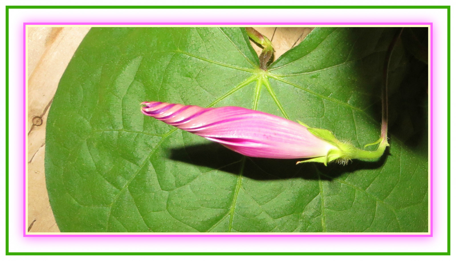 ilustrace, zelená, UMĚNÍ, list, květ, rostlina, flóra, okvětní lístek, ranní sláva, těsný, kvetoucí rostlina, wounbd