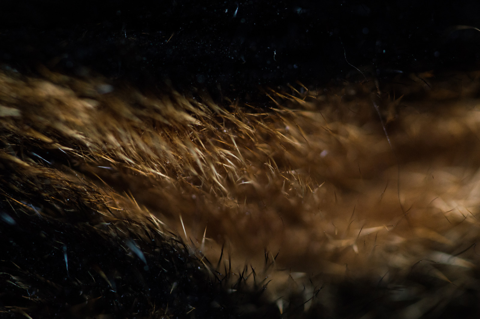 แสงแดด, ดำ, แมว, กลางคืน, ธรรมชาติ, การสะท้อน, หญ้า, ท้องฟ้า, ใกล้ชิด, แมโคร, สาขา, สีน้ำตาล, ผม, Nikon, ขนสัตว์, เบา, ต้นไม้, tamron, ใบไม้, ดอกไม้, 90 มม, ความมืด, d3200, ใกล้ชิด, วัตถุดาราศาสตร์, การถ่ายภาพมาโคร, ดอกไม้, ขว้าง, Engelmann