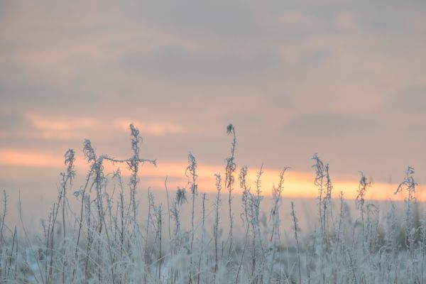 winter,cold,vinter,frost,Rime,geolocation