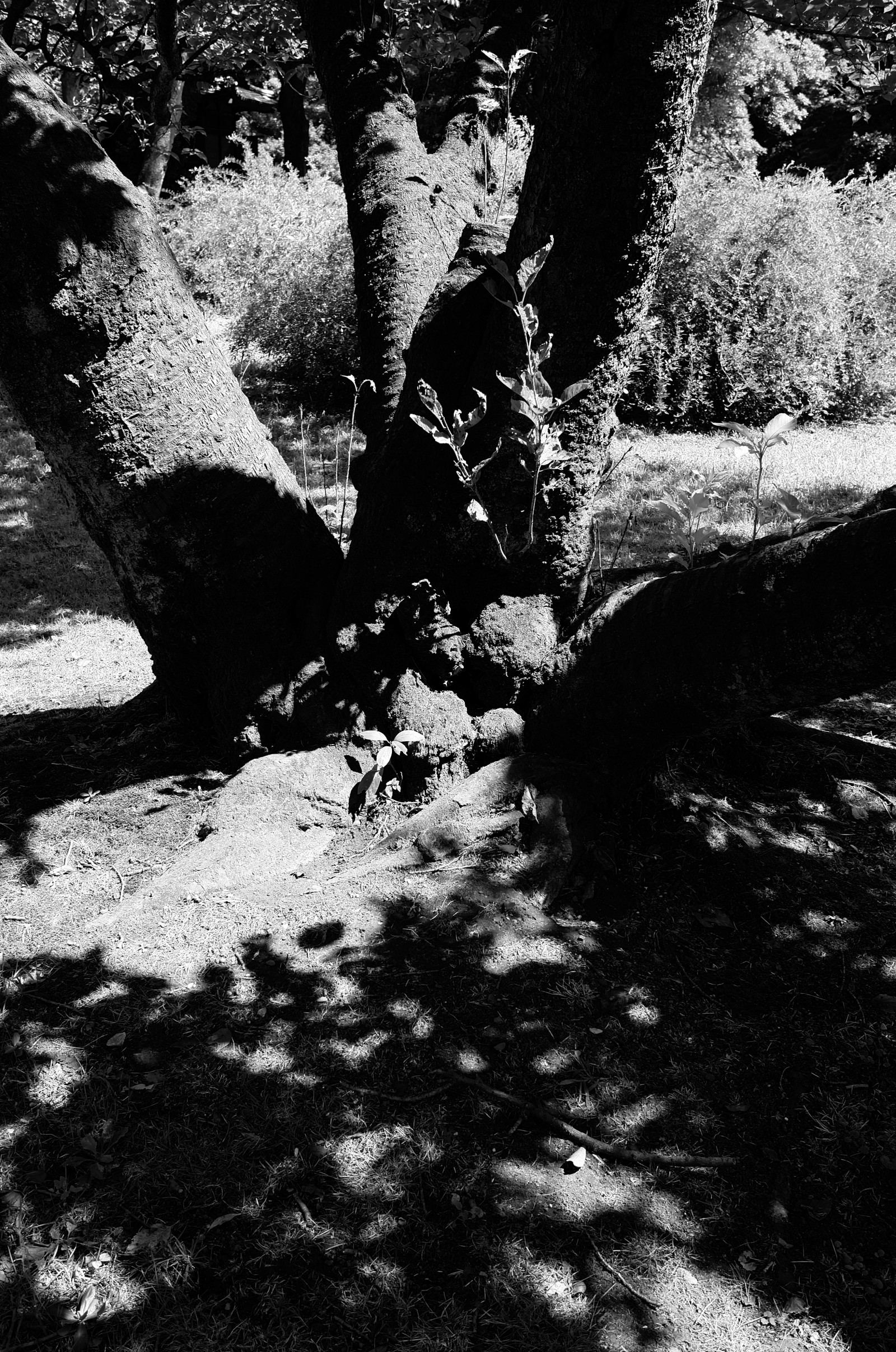 Japonsko, les, bílý, Černá, černobílý, Skála, Příroda, sníh, zima, fotografování, Leica, Tokio, jp, strom, rostlina, CC, tma, T, leicat, Summicron, CreativeCommons, summicron235, 235, obraz, Černý a bílý, monochromatické fotografování, dřevina