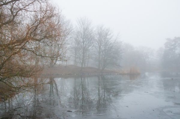 fog,mist,tree,malmo,trad,exif model canoneos760d
