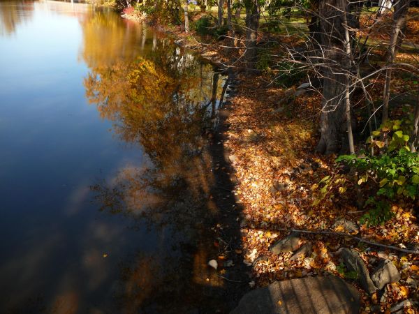 water,nature,reflection,leaf,tree,Bank