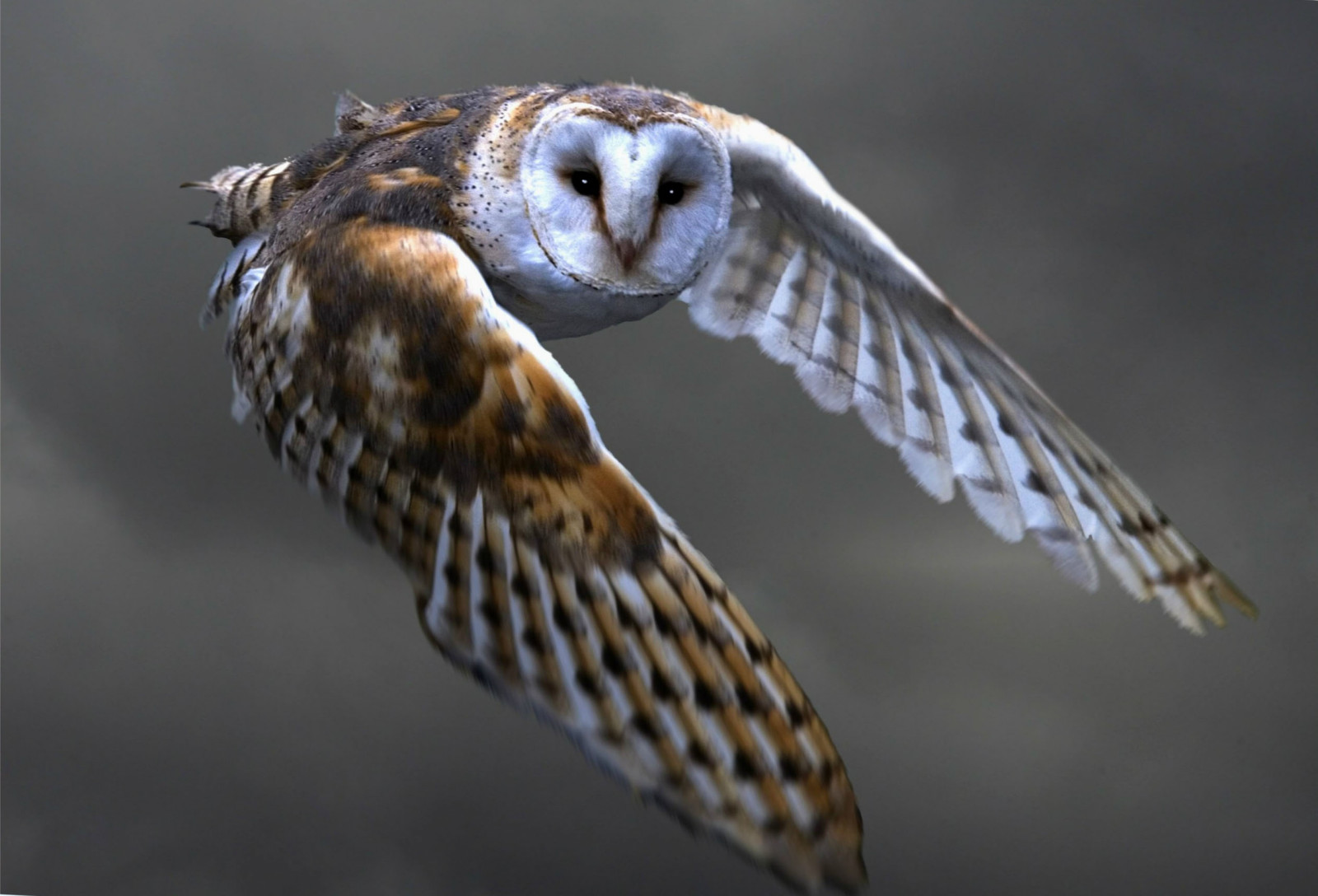 Hintergrundbilder : 2525x1717 px, Tierbilder, Babytiere, coole Bilder