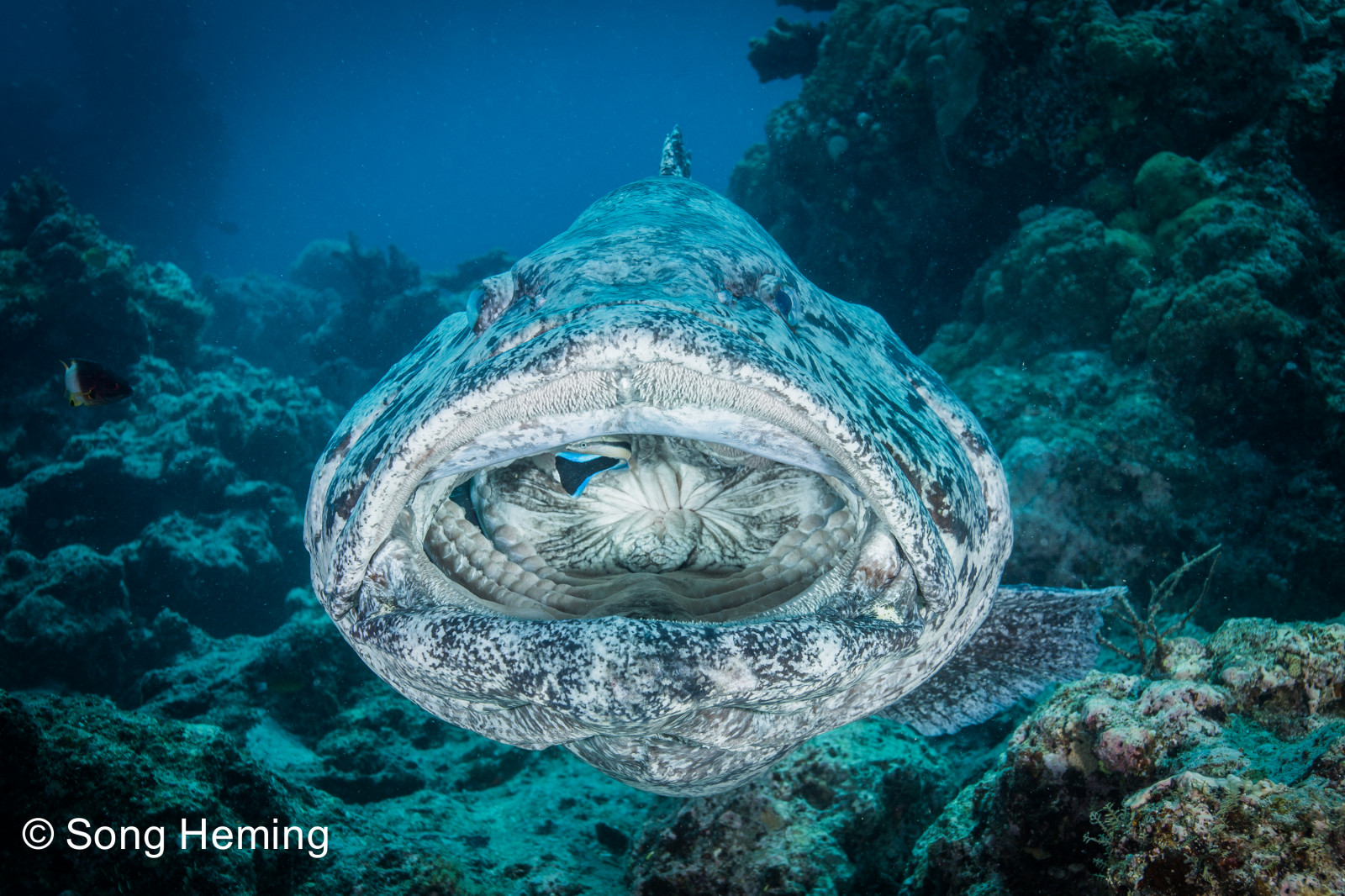 Wallpaper blue, light, fish, eye, coral, mouth, giant, boat