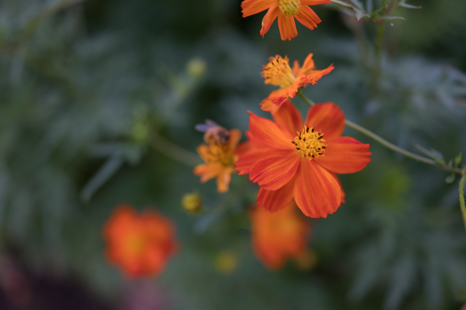 ญี่ปุ่น, ธรรมชาติ, สีเหลือง, โซนี่, เบ่งบาน, โตเกียว, RX1R, Jp, ฤดูใบไม้ร่วง, ใบไม้, ดอกไม้, ปลูก, จักรวาล, พืช, ซีซี, Zeiss, กลีบดอก, Hamarikyu, hamarikyugardens, rx, rx1, rx1rm2, rx1rmark2, creativecommons, ดอกไม้ป่า, พฤกษศาสตร์, โรงงานที่ดิน, พืชดอก, การถ่ายภาพมาโคร, ครอบครัวเดซี่